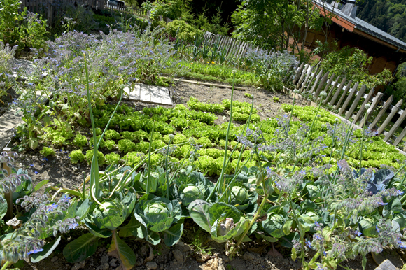 36. Le potager personnel du chef Emmanuel Renaut, restaurant Flocons de sel