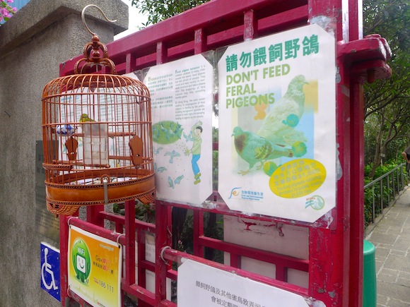 62. Le marché aux oiseaux de Hong-Kong