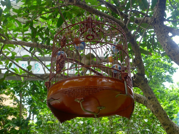 63. Ouvrez la cage aux oiseaux