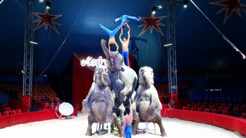 Medrano annonce le spectacle de l’année à Lyon