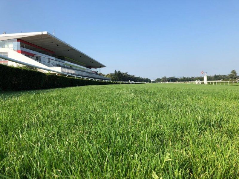 Hippodrome de Parilly. Les courses à huis-clos dès le vendredi 15 mai