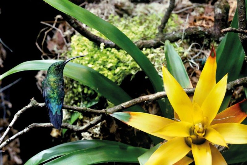 Parc des Oiseaux. Une réouverture pleine d’audace