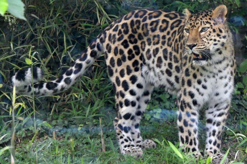 Une pétition pour sauver le zoo du Parc de la Tête d’Or