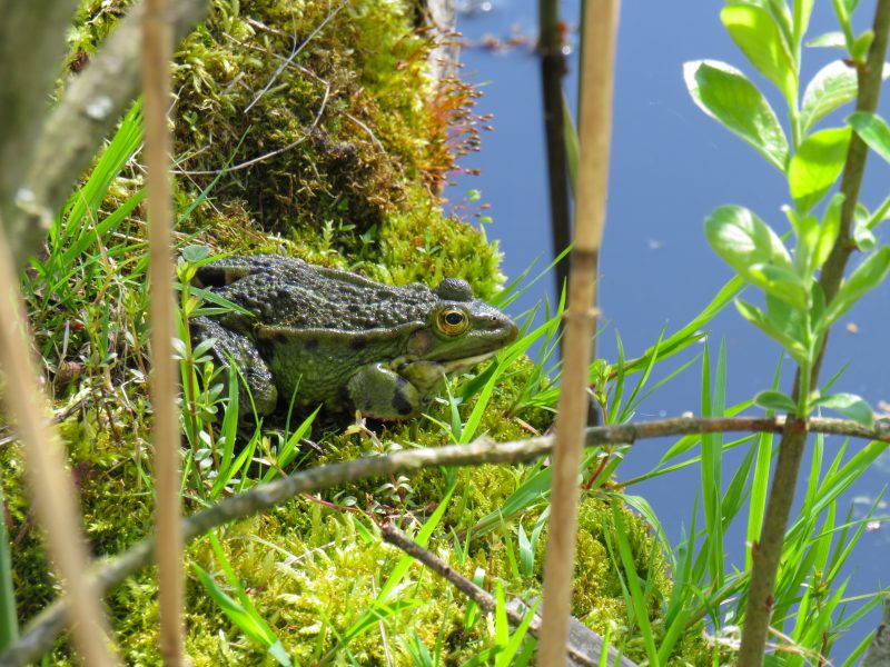 Dombes gastronomie. Froggy Recettes