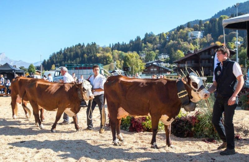 Megève. Les vaches et génisses Abondance sur le tapis rouge