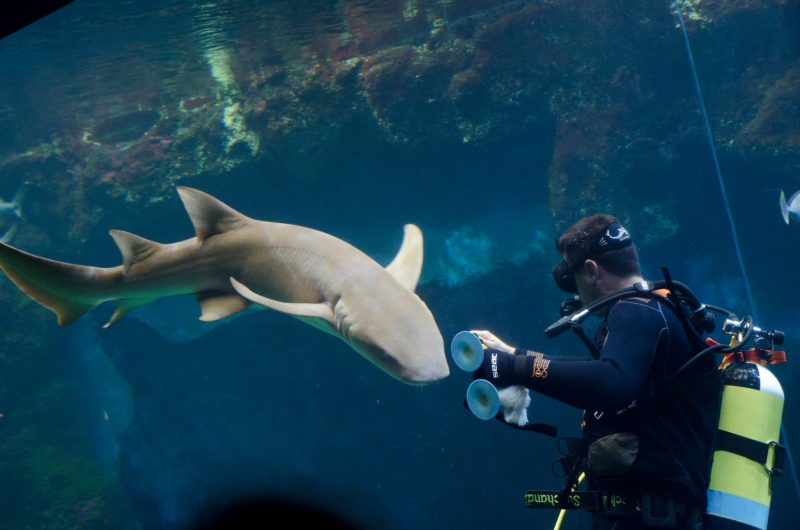 Loisirs d’été près de Lyon. À la découverte du monde marin en mode aquarium