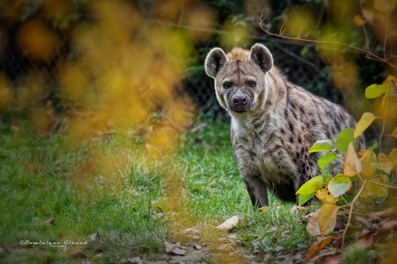 Loisirs d’été près de Lyon. Le Domaine des Fauves, royaume des prédateurs