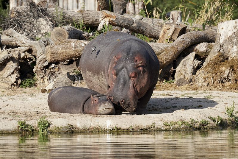 Loisirs d’été près de Lyon. Le Pal, mix réussi d’animaux et d’attractions