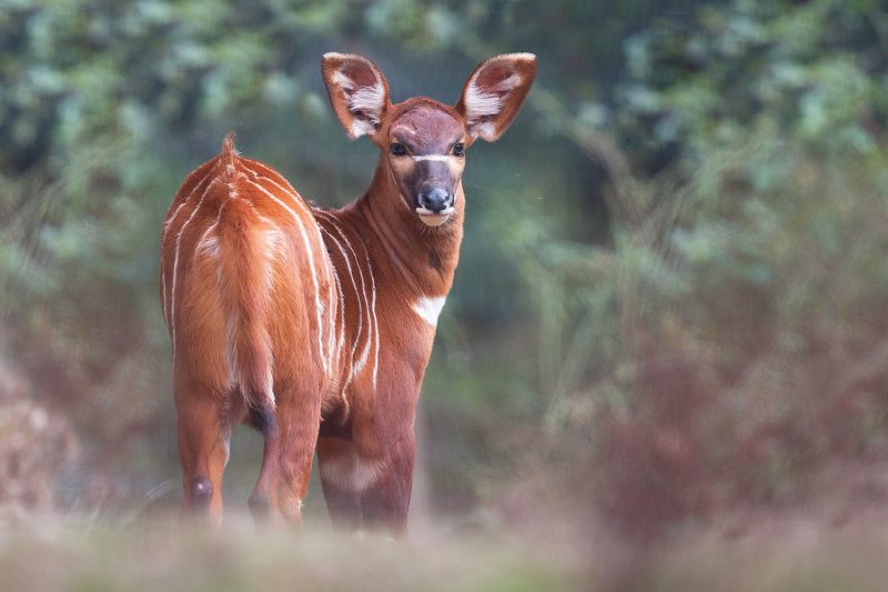 Loisirs d’été près de Lyon. Safari de Peaugres, saga Africa !