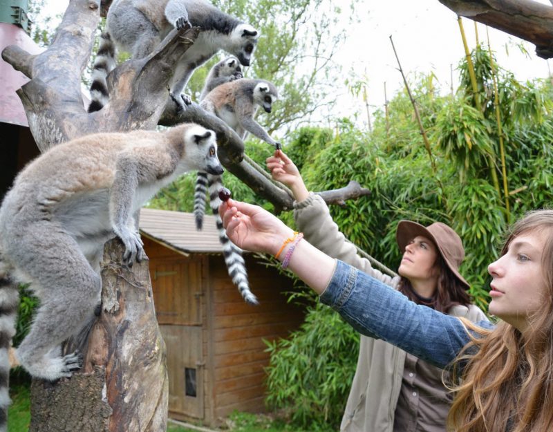 Loisirs d’été près de Lyon. Touroparc Zoo, un parc aux multiples casquettes