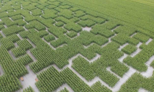 Près de Lyon. Des champs de maïs transformés en labyrinthes géants !