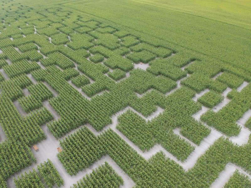 Près de Lyon. Des champs de maïs transformés en labyrinthes géants !