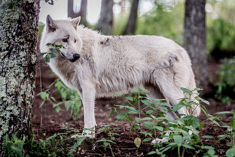 Loisirs d’été près de Lyon. Parc animalier de Courzieu : dans la gueule du loup !