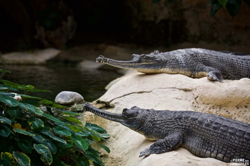 Loisirs d’été près de Lyon. La Ferme aux Crocodiles, réserve tropicale de reptiles