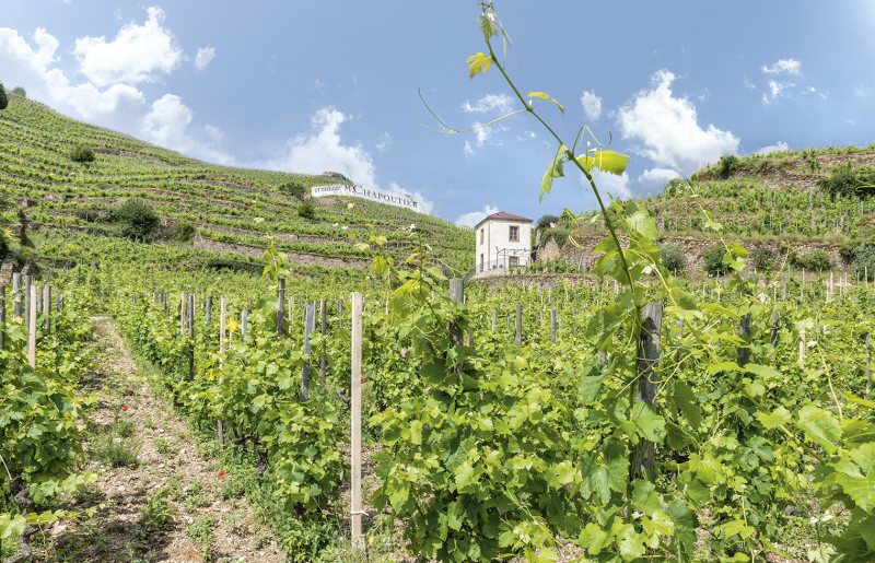 Maison M.Chapoutier. Le vin, le fruit d’une passion