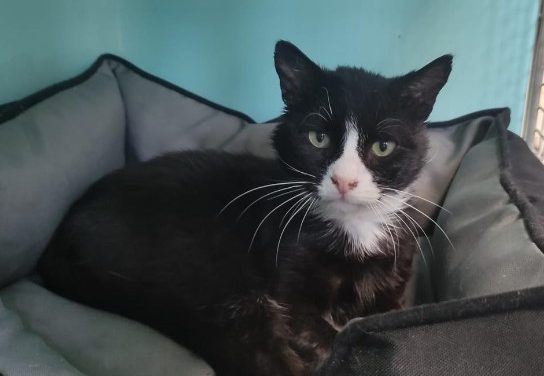 Lyon. Un nouveau refuge pour les animaux va être créé par la SPA
