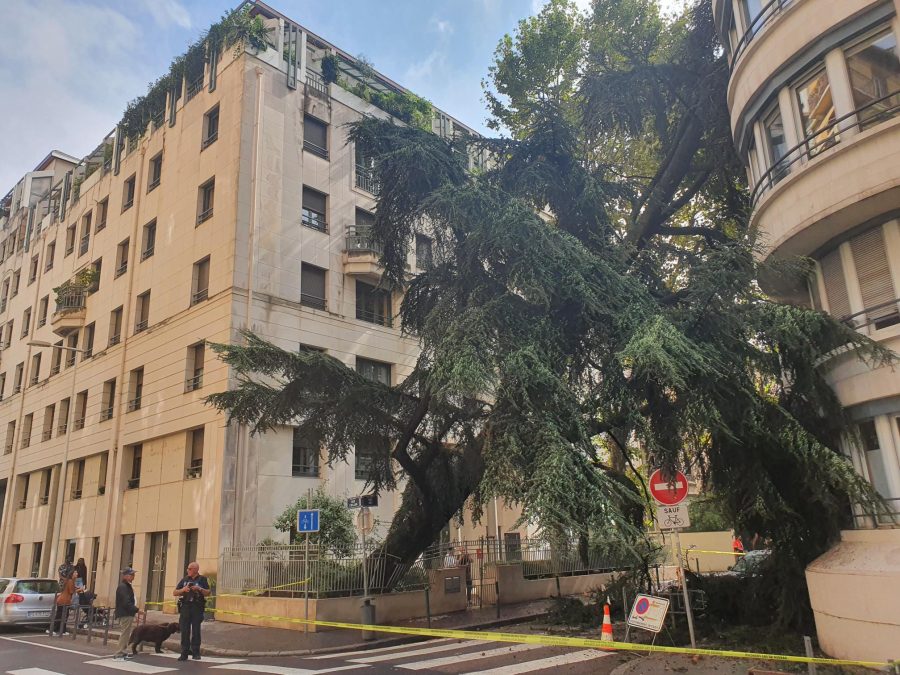 Lyon 6. Un arbre centenaire s’abat sur une résidence