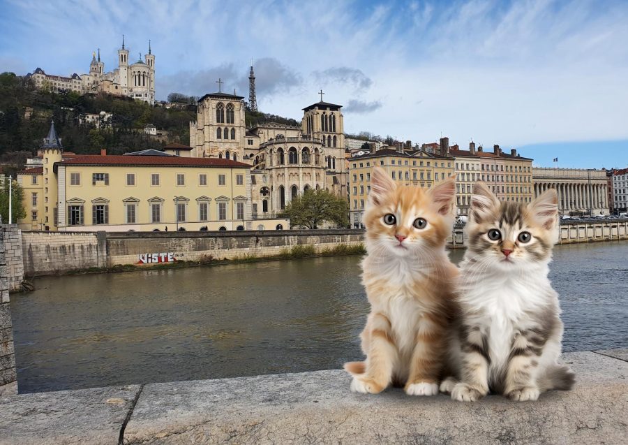 Lyon. Le plan secret des écologistes pour interdire les animaux de compagnie en ville