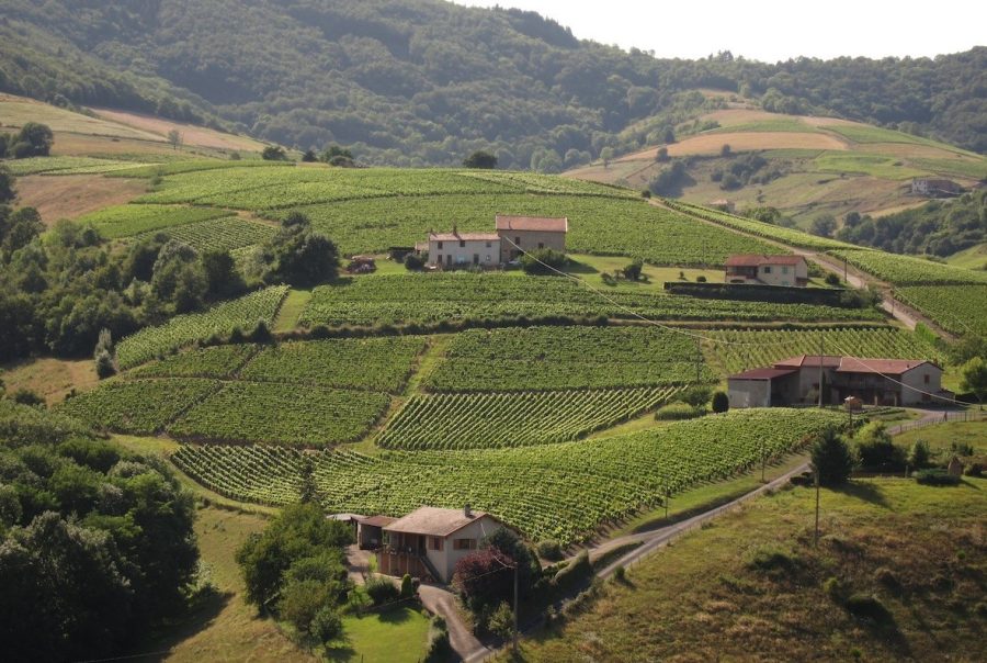 Promenez-vous également dans les vignobles pour un moment de détente.