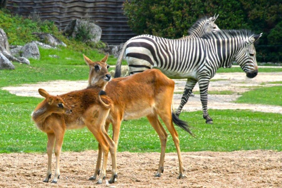 01 zoo parc tete d’or-1